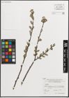 Foto von Salix L.